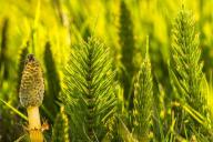 Как избавиться от хвоща на огороде: советы дачникам