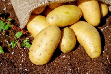 Почему гниет картофель в подвале и как остановить процесс
