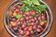 Варенье из крыжовника с кислинкой: варим десерт на зиму за пять минут