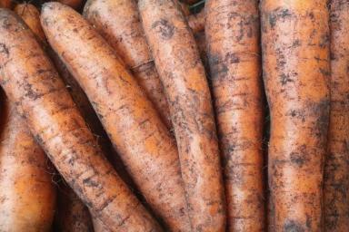 Почему морковь растет рогатая: 5 причин причудливой формы