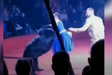 Разъяренный медведь напал на артистов цирка во время представления в Орле