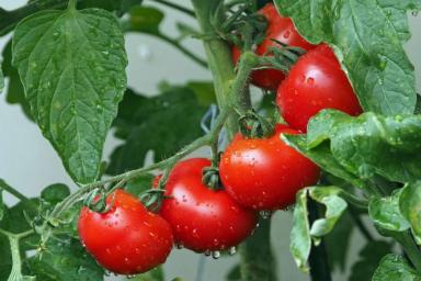 Почему листья помидоров в теплице скручиваются в трубочку и сохнут