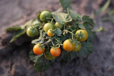 Зачем закапывать помидоры в огороде: хитрости, о которых не знают дачники