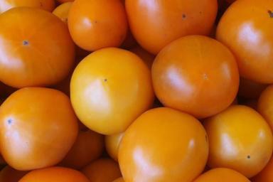 Почему внутри помидора белые и жесткие прожилки: ошибки дачников