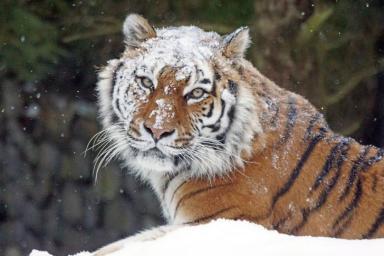 Тигр Снег
