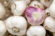 Желтеет озимый чеснок: какие ошибки допустил дачник