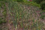 Чем полить озимый чеснок, чтобы не вымерз зимой и вырос с куриное яйцо