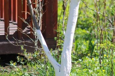Три главных секрета осенней побелки деревьев: покрытие прослужит до самой весны