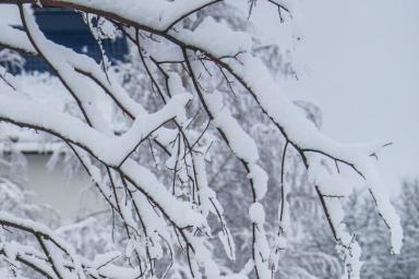 Чем знающие дачники обрабатывают деревья на зиму: средство искоренит всю заразу