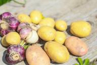 Что посеять после картошки, чтобы в два раза увеличить урожай следующего года: это должен знать каждый огородник