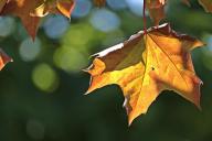 Как вывести клен с огорода навсегда: хитрости, которые работают