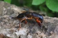Как избавиться от медведок на огороде: поможет сладкая приманка