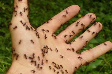 Как избавиться от муравьёв с помощью банана: хитрость, о которой на слышали