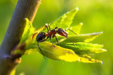 Как за раз победить муравьев в саду и приструнить тлю: должен знать каждый дачник