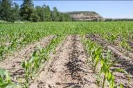 Что нужно посадить в огороде осенью, чтобы не было тли