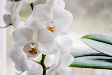 Почему орхидея сбрасывает листья: как спасти умирающий цветок