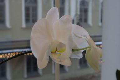 Засыхает и желтеет орхидея: как мигом вернуть домашний цветок к жизни