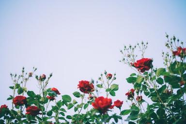розы