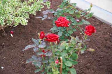 Нежелательное соседство: какие растения нельзя сажать рядом с розами