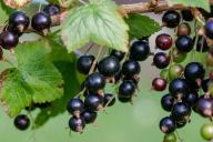 Чтобы ягоды выросли размером с виноград: копеечная подкормка для смородины 