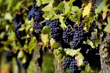 Черенкование винограда осенью: подсказки дачнику, чтобы не наделать ошибок