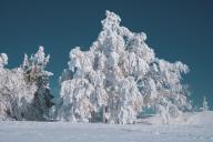 Снег Дерево
