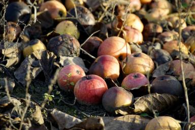 Можно ли яблоки бросать в компостную кучу: непростительные ошибки дачников