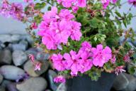 Какие растения стоит поставить дома одинокой даме