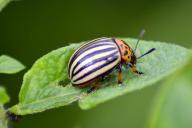 Растения, которые ненавидят колорадские жуки: что посадить, чтобы отпугнуть навсегда