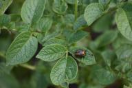 Как «отвоевать» урожай картофеля у колорадского жука и проволочника: вредители исчезнут навсегда