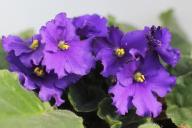 Как нельзя поливать фиалку: ошибки, которые допускают неопытные хозяйки