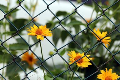 Цветы Забор