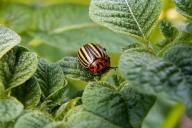 Что посадить рядом с картошкой от колорадского жука: деревенская хитрость