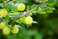 Почему крыжовник покрывается белым налетом: что делают огородники