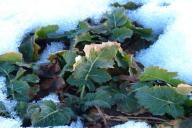 Цветы и не только: что можно сеять в декабре прямо по снегу