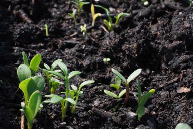 Чем посыпать почву, чтобы повысить урожайность в 3 раза и не навредить огороду: хитрость дачников