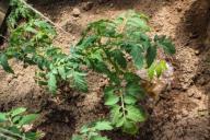 Зачем в теплице с помидорами вешают бутылки с йодом: хитрость для богатого урожая