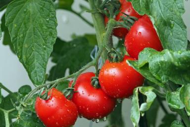 Эта подкормка для томатной рассады сделает стебли толстыми и крепкими