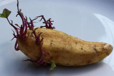 Картофель Семена