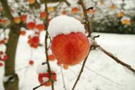 Что делать дачнику, чтобы яблоню не погрызли мыши зимой: 3 способа защитить дерево