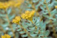 Родиола розовая 