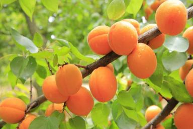 По мешку абрикосов с дерева: всего 1 приём — и сочными плодами завалит сад