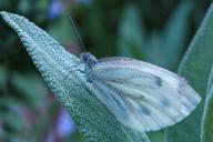 Самый простой способ борьбы с белокрылкой в теплице: проще уже некуда