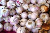 Почему чеснок и лук с годами становятся все мельче и мельче: 5 ошибок дачников