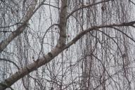 Деревья, из-за которых в огороде не растут даже сорняки: дождитесь весны и спилите