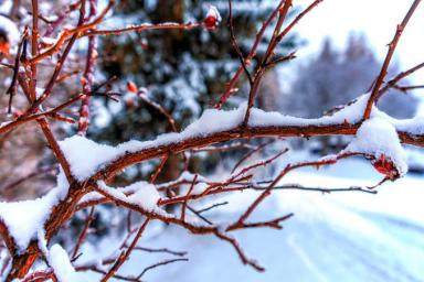 Зачем дачники зимой «одевают» плодовые деревья в капроновые колготки