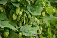 Не сажайте эти растения на своем участке: станут намного хуже сорняков