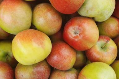 Как «обмануть» яблоки и груши и заставить их плодоносить каждый год