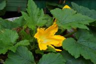 Чем «угостить» кабачки, чтобы росли огромные и не горчили: урожая хватит и себе, и соседям