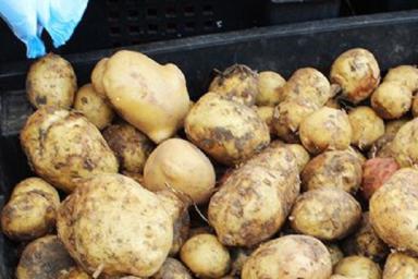 Что положить в мешок, чтобы картошка хранилась всю зиму и не проросла